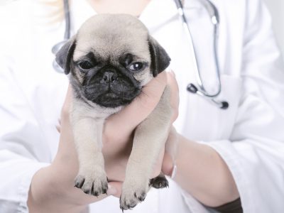 szczepienia ochronne psów